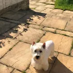 Zaginął pies, Charzykowy, 7 kwietnia 2025