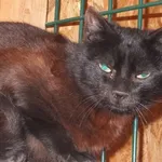 Znaleziono kota, Nowa Krępa, 25 marca 2025