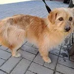 Pies do adopcji, Oborniki, 15 marca 2025