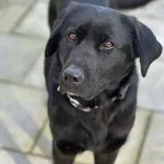 Pies do adopcji, Oborniki, 4 marca 2025