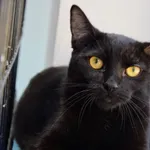 Kot do adopcji, Piła, 18 września 2024