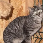 Znaleziono kota, Nowa Krępa, 25 marca 2025