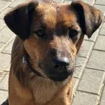 Pies do adopcji, Oborniki, 28 lutego 2025