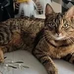 Zaginął kot, Łódź, 7 kwietnia 2025