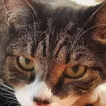 Zaginął kot, Łódź, 6 kwietnia 2025