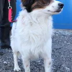 Znaleziono psa, Łódź, 6 kwietnia 2025