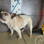 Przyjęty: 2025-04-07 Gmina: Libiąż Płeć: Suka Opis: buldog francuski, biało-brązowe