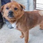 Znaleziono psa, Nowa Krępa, 1 kwietnia 2025