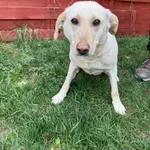 Znaleziono psa, Czartki, 8 kwietnia 2025