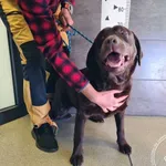 Przyjęty: 2025-04-07 Gmina: Libiąż Płeć: Suka Opis: labrador, czekoladowe