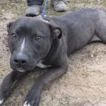 Marcyś to pies przywieziony w dniu 17.03.2025r młody , w typie pitbulla, kontaktowy, wesoły,uległy