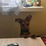 Zaginął pies, Janowo, 8 kwietnia 2025