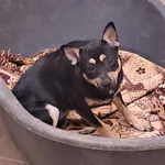 Znaleziono psa, Olsztyn, 4 kwietnia 2025