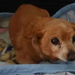 Znaleziono psa, Gdańsk, 7 kwietnia 2025