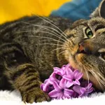 Kot do adopcji, Chełmek, 3 kwietnia 2025