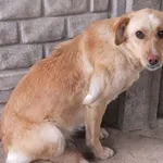 Znaleziono psa, Nowa Krępa, 23 marca 2025