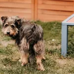 Pies do adopcji, Czartki, 9 kwietnia 2025