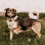 Pies do adopcji, Czartki, 8 kwietnia 2025