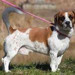 Znaleziono psa, Toruń, 28 lutego 2025