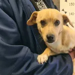 Przyjęty: 2025-04-09 Gmina: Andrychów Płeć: Pies Opis: mieszaniec, biszkoptowo-białe