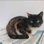 Znaleziono kota, Grudziądz, 8 kwietnia 2025