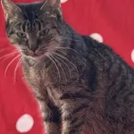 Kot do adopcji, Pieczyska, 9 kwietnia 2025