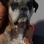 Zaginął pies, Katowice, 9 kwietnia 2025