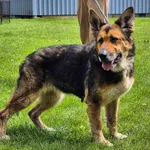 Znaleziono psa, Lublin, 6 kwietnia 2025