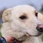 Znaleziono psa, Tatary, 31 grudnia 2024