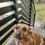 Zaginął pies, Zamość, 10 kwietnia 2025