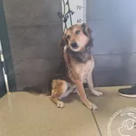 Znaleziono psa, Chełmek, 10 kwietnia 2025