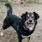 Pies do adopcji, Korabiewice, 9 kwietnia 2025