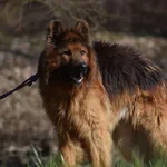 Znaleziono psa, Toruń, 2 marca 2025