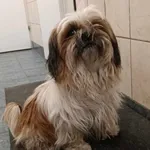 Znaleziono psa, Toruń, 6 kwietnia 2025