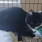 Znaleziono kota, Toruń, 5 kwietnia 2025