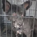 Znaleziono psa, Radom, 6 kwietnia 2025