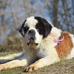 Suczka poz. 25/0073 w DT z opcją DS