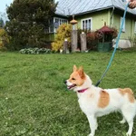 Pies do adopcji, Ropczyce, 10 kwietnia 2025