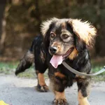 Pies do adopcji, Nowodwór, 9 kwietnia 2025