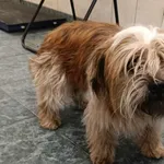 Znaleziono psa, Toruń, 6 kwietnia 2025