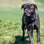 Znaleziono psa, Racławice, 4 kwietnia 2025