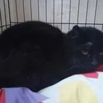 Znaleziono kota, Toruń, 6 kwietnia 2025