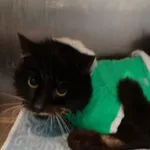 Znaleziono kota, Gdańsk, 9 kwietnia 2025