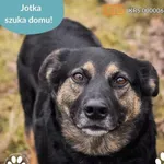 Pies do adopcji, Dąbrówka, 10 kwietnia 2025