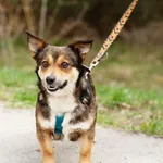 Pies do adopcji, Nowodwór, 11 kwietnia 2025