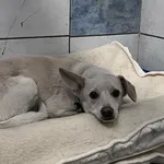 Pies do adopcji, Włocławek, 10 kwietnia 2025