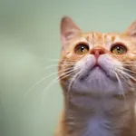 Znaleziono kota, Sosnowiec, 6 kwietnia 2025