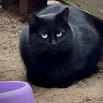 Kot do adopcji, Piła, 15 maja 2024