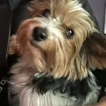 Zaginął pies, Łódź, 11 kwietnia 2025