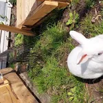 Znaleziono zwierzę, Łódź, 12 kwietnia 2025